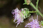 Roughleaf blazing star <BR>Tall blazing star